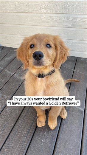 Best decision we have ever made 🤍#goldensoftiktok #goldensofcalifornia #goldenretrieverpuppy