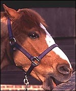 Preventing crib biting - Horse & Hound