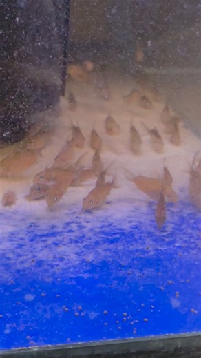 Nicholas Olinski on Instagram: "C005, also known as Corydoras pantanalensis (or Brochis pantanalensis), is a large and rare species of catfish native to the Pantanal wetlands of South America. Key Characteristics Appearance: They are known for a shimmering silver-gray body with an iridescent sheen. Adult males are particularly striking, developing a dark, reticulated (net-like) spotted pattern over their entire body during breeding cycles. Size: They are among the larger Corydoras species, typic