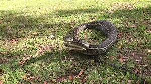 SLO-MO PYTHON STRIKE! We were called out early this morning to remove yet another Python from a chicken coop. This big guy was certainly not happy with having to be moved on. We are often asked if Pythons are generally aggressive.. the answer to that is no, typically they are quite gentle in nature when not being threatened. Though when a Python has consumed a large food item, they tend to be a little more nervous and sometimes very defensive (like this big guy). The reason for this change in be