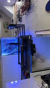 🪸the back of the wall🪸 • • ——————————————————————— 🤙🏻 @sraquaristik • @ultumnaturesystems • @ghl_aquariumproducts • @reefnutrition • @kessilled Use code “ inlandreef12 “ for 12% off your entry into the GHL controller line ——————————————————————— #saltwatertank #reeftank #aquariumhobby #macroalgae #mangrove #plantedtank #coralreef ——————————————————————— ©️ 2025 inland_reef All Rights Reserved | 𝙄𝙣𝙡𝙖𝙣𝙙 𝙍𝙚𝙚𝙛