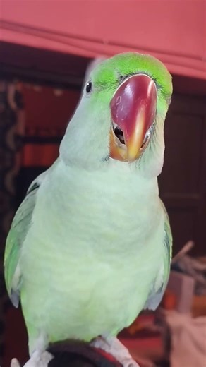 parrot voice ❤🦜 #parrot #cute #funnyparrot #parrottalking #viral #trending
