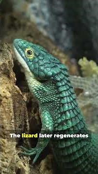 How Geckos And other Lizards Lose Their Tails Without Bleeding to Death