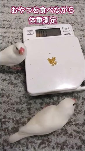 文鳥と私38 Java Sparrow and Me38