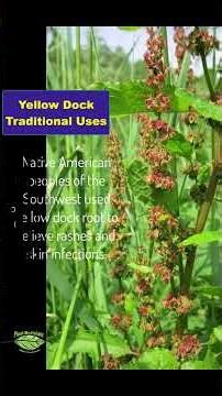 Yellow Dock Traditional History #yellowdock #yellowdockroot