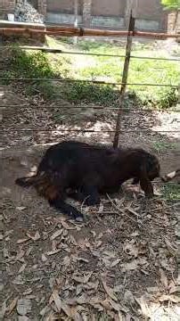 sign and symptoms of ppr and treatment in sheep and goat
