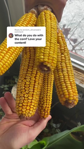 Jordan and Silvan on TikTok