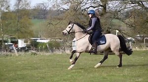 Currently editing a ‘Bear’s Best Bits’ video and it’s making me seriously miss riding the little pocket rocket. Got me thinking that maybe I should get her back out eventing once the sprog is born rather than just focussing on dressage… 👀 Thinking I might aim her for the Cotswold Cup! | Elphick Event Ponies