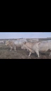 ‼️CHEROLAIS STUD BULLS ‼️#bulls #charolais #cowsforsale #beef LIVESTOCK EXPORTERS SOUTH AFRICA,We are number one exporters of CHEROLAIS BULLS AND COWS, a few of our other Live stocks include; 1.cattle, 2.dairy, 3.sheep, 4rabbits, 5.ostrich, 6.Turkey, 7.Boer GoatsAnd a well-developed poultry and egg industry .On all inquiries on our Premium Quality Livestock, contact;Email: info.livestockexporters@gmail.com Call / Text / Whatsapp : 27 (0) 680 718 656Thanks and best regards,Friedrich.charolais cow
