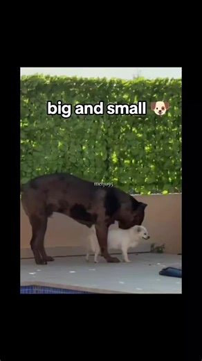 Understanding the Difference Between Small and Big Dogs
