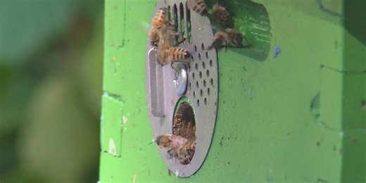 To bee or not to bee: how an Anchorage zoning change eases subarctic beekeeping