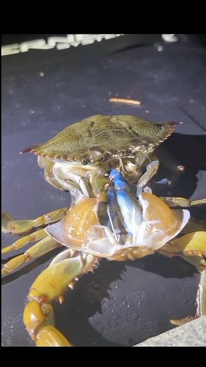 Crab Molting: A Natural Process Yes, it's true! Crabs, like other crustaceans, undergo a process called molting (ecdysis), where they shed their exoskeleton to grow or replace it. Capturing a Rare Moment: Crab Molting is fascinating! Molting is a crucial process for crabs, allowing them to grow and replace their shells. Interesting Facts: 1. Vulnerability: Crabs are soft and vulnerable after molting. 2. Shell hardening: New shells take time to harden. 3. Growth spurt: Molting allows crabs to inc
