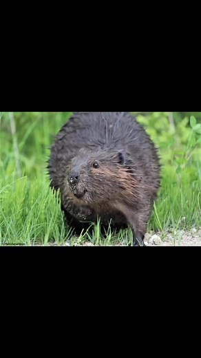 Beaver. Hessel Michigan. | Terri Donaldson Photography