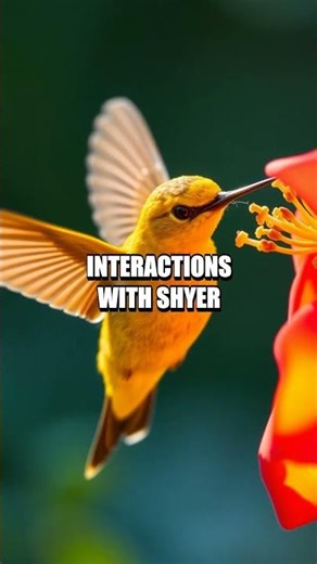 The Hidden Crest of the Crimson Sunbird