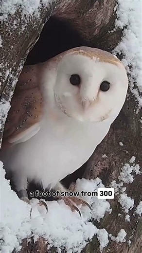The Barn Owl is just BUILT DIFFERENT 🦉