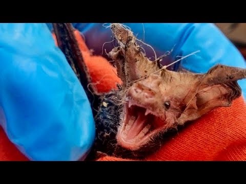 Unsticking microbats from fly paper and glue trap adhesive.