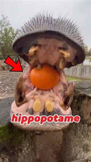 Don't take animals lightly! #Hippo #Hippopotamus