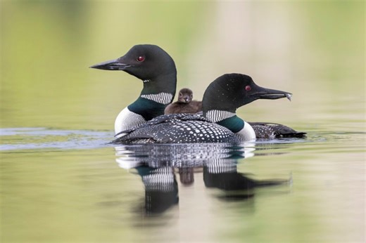 Loons can't walk on land. Here's what to do if you find one that's stranded