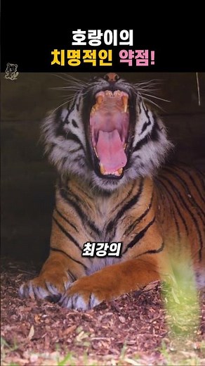 최강 포식자 호랑이의 치명적인 약점