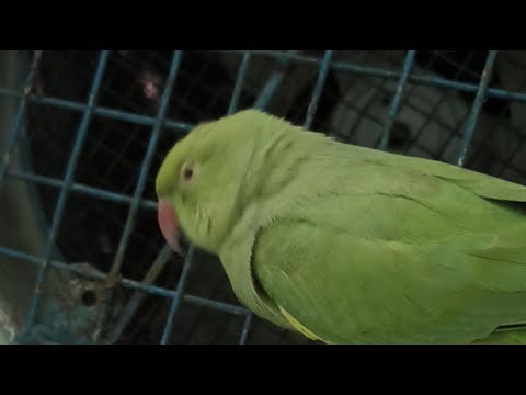 parrot is live
