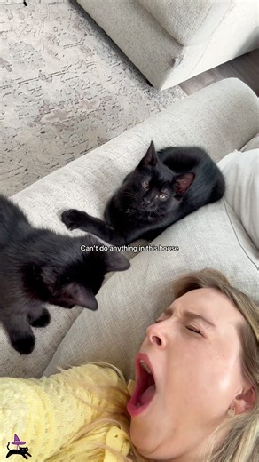 Fun Activities for Black Cats and Kittens