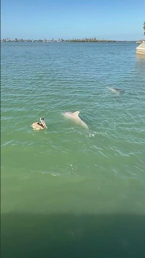 Dolphin Family Swims Past Pelican in Surprise Appearance