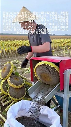 巨大ひまわりの種を一瞬で収穫！小型脱穀機の作業風景 #worker #process #sunflower #harvesting #agriculture