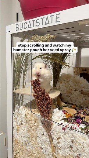 stop scrolling and watch Buttercup pouch all the seeds 🤭 #hamsters #syrianhamster