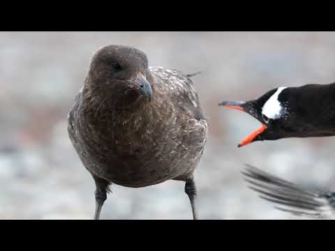 The Skua, Antarctica