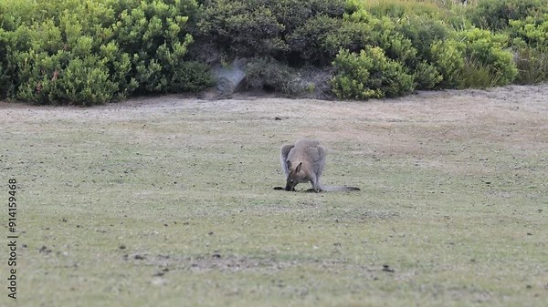 Small wallaby feeding on grass. Cute little kangaroo eating grass without noticing the camera. Wallaby on Bruny Island, Tasmania, Australia.