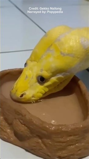 Is this Python broken ? 🤨 #albino #shorts