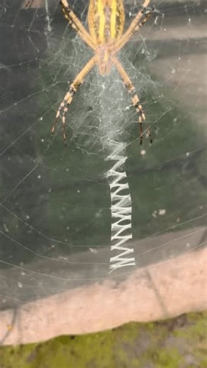 clip-3966174351-spider-lives-on-window-programming-has-malfunctioned