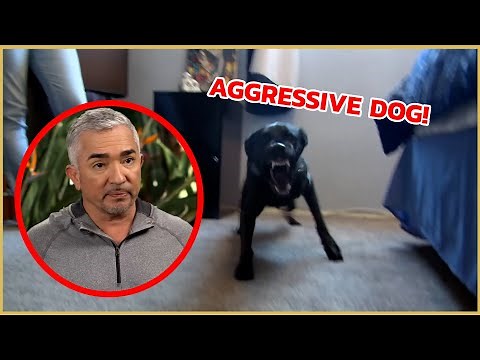 Cesar meets a territorial aggressive dog! | Cesar 911