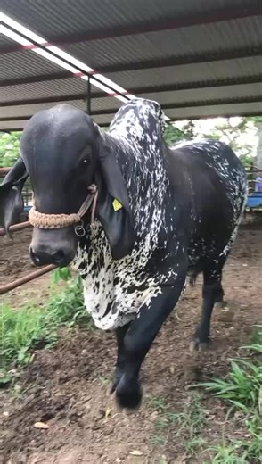 Exploring Mexican Bull Genetics and Breeding Practices