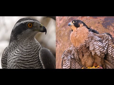 Falconry: Goshawk vs Peregrine falcon