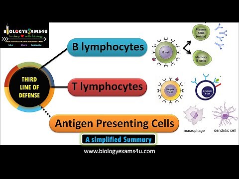 Third Line of Defense of Immune system|| B cell and T Cell mediated pathways
