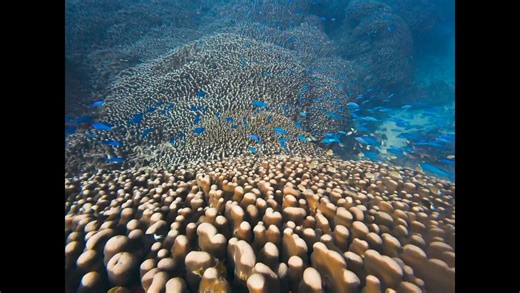 Calling All Divers. Our 2026 Dive Season Officially Starts April 1. This video is Thanks to our Guest Diver Ms. Inna Morillo with Creative Video Assistance by Jon Migne. The Golden Crown of Batanes...our Pavona Coral at the Marine Sanctuary. This is just a Teaser of what you can experience in Batanes. As well as Visibility beyond belief! Let's Dive! | DIVE Batanes