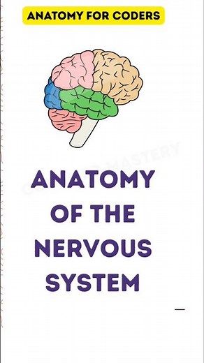 Nervous System Anatomy for Medical Coding—Must-Know Insights! #shorts