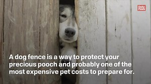 99 reactions · 18 shares | A dog fence is an important detail to consider when adopting a pet for the first time or moving your dog to a new home. Get more tips here--> https://bit.ly/3rC0jCS #sponsored | Daily Paws | Facebook