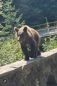 Un motociclist, cetăţean străin, a fost muşcat de un urs pe Transfăgărăşan, în zona Valea lui Stan / Victima era oprită în coloană din cauza traficului aglomerat când a fost atacată de urs