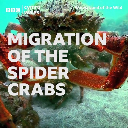 Thousands of spider crabs leave the deep ocean floor in search of warmer, calmer Welsh waters. Wales: Land of the Wild continues Thursday 8pm BBC One Wales | BBC Cymru Wales