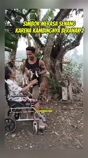 Simbok merasa senang karena kambingnya beranak 2 #shorts #ibu #orangtua #sakit