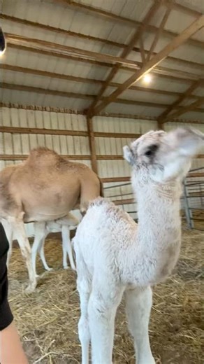 Why do camels scream like that🤣🤣🤣#camel #animals #funny#life #farmlife #fyp