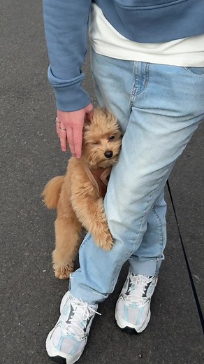 Pomapoo Puppy Care Tips and Tricks