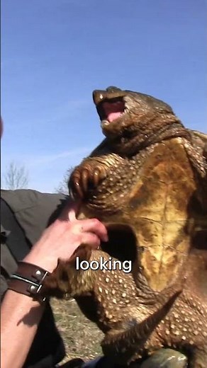 Coyote Peterson: Snapping Turtles!