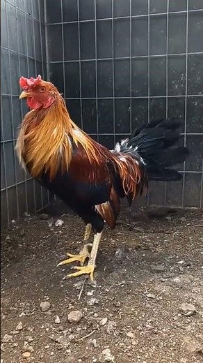 Gallo Sweater