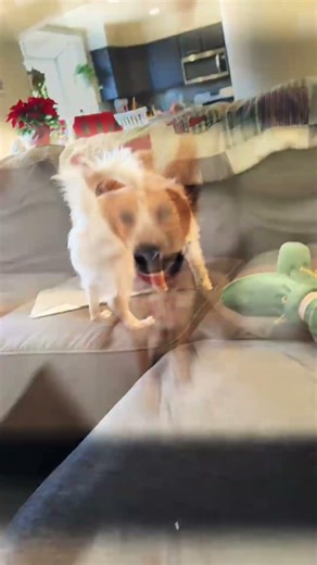 Piper is a mini of our old girl who passed over the rainbow bridge.