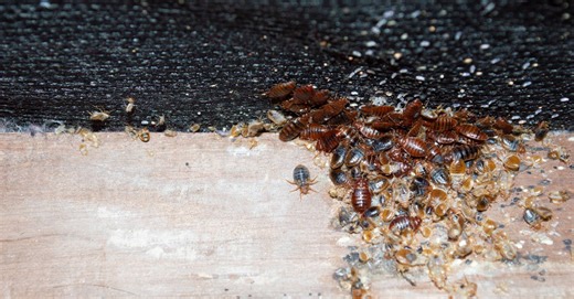 What Are the Early Signs of a Bedbug Infestation?