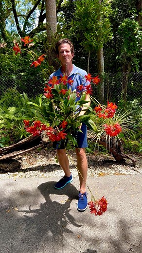 Baby, You're a Firework💥 Come on, let your colors burst 🥳💗🎉 This beautiful Bromecanthe "Jamaica Fire" just continues to leave me in awe awe awe every year 😍❤️🥰 Thanks so very much for the shares to reach new Orchid Friends 💚 It means the world to me 😊 👀🫶🌸’s #Flowers #Orchids #Live #Orchid #Love #Orquidea #Nature #Orquideas #Flower #Sunshine #Friendship #Life #Happy #Peace #Love #GlobalBloom #Garden #Gardening #PhotoOfTheDay #VideoOfTheDay ☮️❤️😊 | Orchid Growing by James Furst