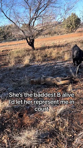 Farm of Milk and Honey on TikTok